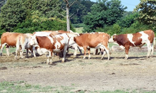 Ukupno 97 uzoraka uginule stoke pozitivno na bedrenicu