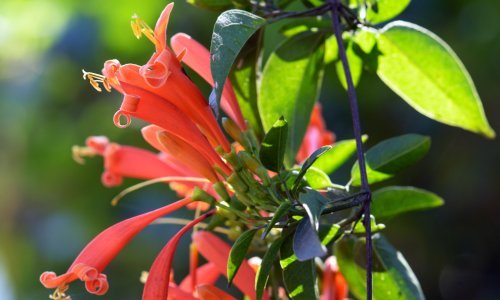 Velika opasnost u vrtu: Ova prekrasna biljka uništava sve pred sobom