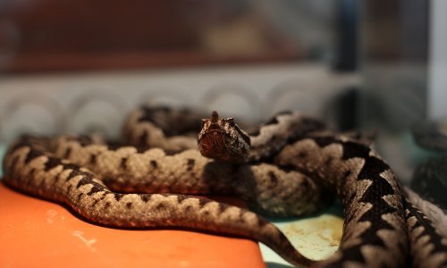 Dječak kojeg je ugrizao poskok u Istri izvan životne opasnosti