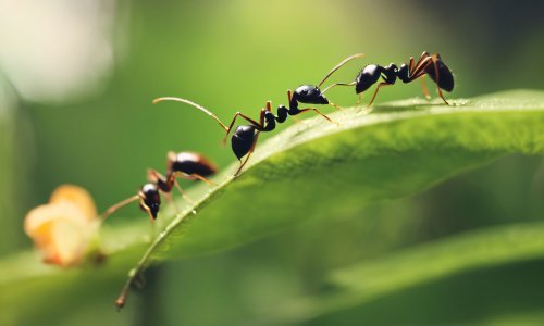 Prirodni repelenti protiv mrava: Jednostavni dnevni rituali koji djeluju