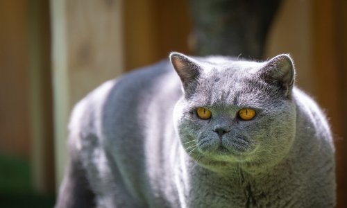 Slovenija uvela obavezno čipranje mačaka: Evo tko će ga platiti. Što će Hrvatska napraviti?