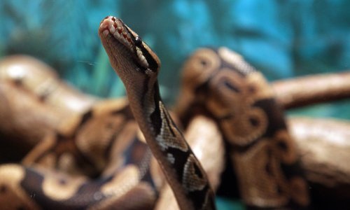 VIDEO Drama u Zagrebu: Kraljevski piton pobjegao vlasniku