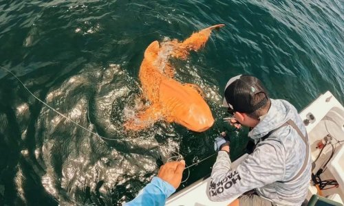 Jarko narančast morski pas s bijelim očima otkriven na Karibima: Izazvao je senzaciju