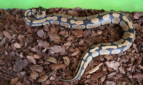 Oglasio se lovac na zmije koji je pronašao pitona na ulici: Javila mi se vlasnica