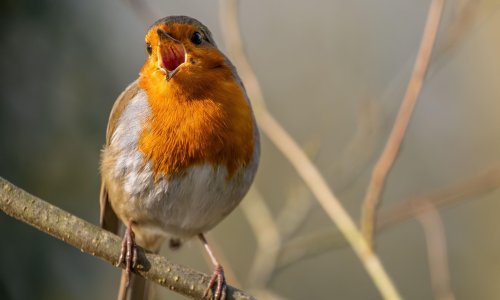Ptice diljem svijeta pjevaju dulje - znanstvenici otkrili zabrinjavajući razlog