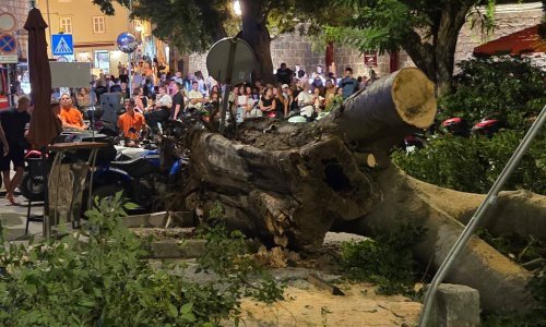 U središtu Krka srušilo se ogromno stablo: Samo srećom nitko nije nastradao