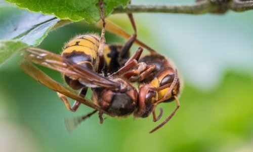 Stršljeni nasmrt izboli muškarca: Unatoč brzoj pomoći nije mu bilo spasa