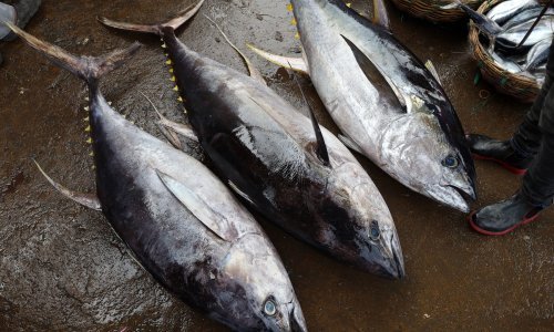 Omiljena riba na testu kvalitete: U nekim proizvodima otkriven sastojak opasan po zdravlje