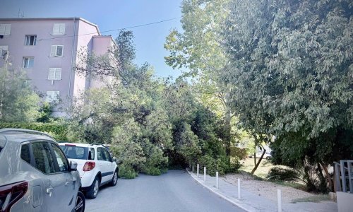 Golemi bor srušio se u Splitu, prolaznik 'za dlaku' izbjegao nesreću