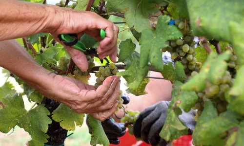 Berbe grožđa u Francuskoj počinju sve ranije zbog visokih temperatura