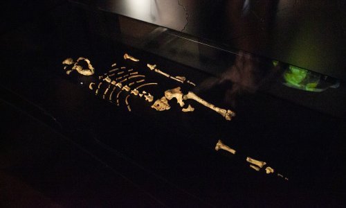 Prvi put u Europi: U Pragu izložene kosti australopiteka Lucy