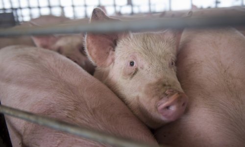 Liječnici čovjeku transplantirali svinjsko plućno krilo, evo koliko je izdržalo