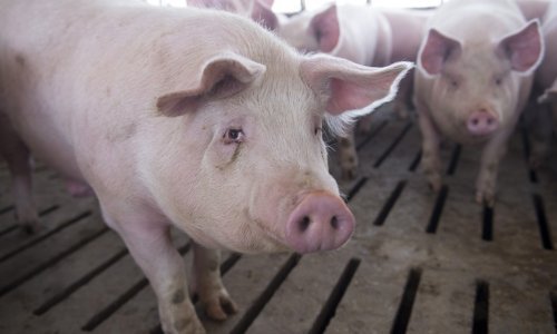 Ministarstvo potvrdilo: Uzgajivači svinja bit će obeštećeni zbog afričke svinjske kuge