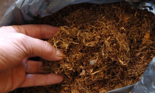 Na rezanom duhanu država gubi 100 mil. eura godišnje