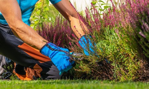 Pet ključnih vrtnih poslova prije jeseni: Što učiniti sada da bi vrt blistao na proljeće
