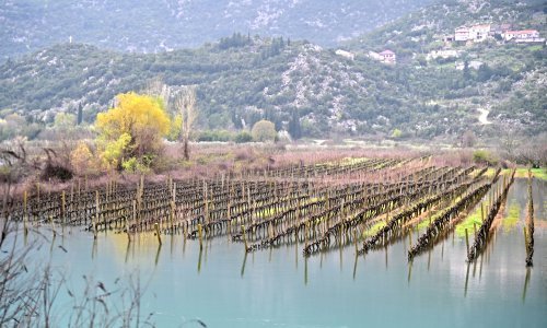 Obilne kiše izlile rijeku Maticu u vrgoračkom polju, vinogradi pod vodom