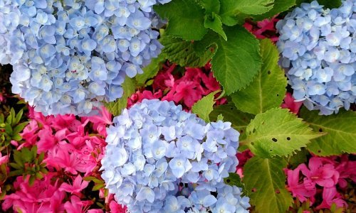 Orezivanje hortenzija u rujnu: Ova greška može uništiti grm za cijelo iduće ljeto