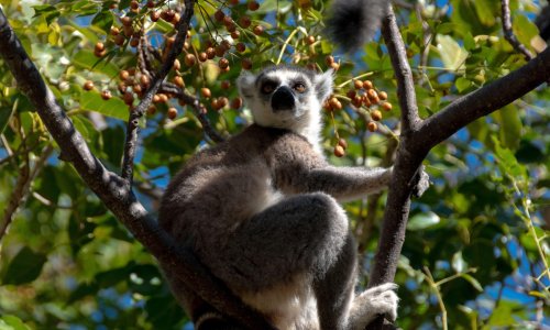 Znanstvenici otkrili vezu između duljine palca i veličine mozga kod primata