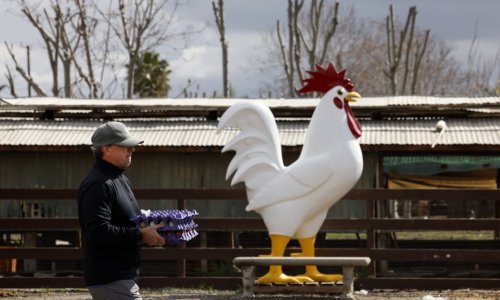 Njemačka prijavila pojavu ptičje gripe: Usmrćeno sto tisuća pilića