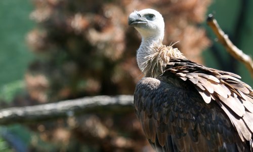 Ptice strvinari pred izumiranjem, u Hrvatskoj još bjeloglavi sup