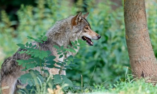 Nevjerojatno: Djevojčicu iz Srbije na plaži u Grčkoj napao vuk!?