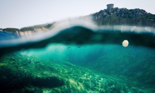 Zabrinjavajuć fenomen uzrokuje pustoš na Mediteranu: Populacija im raste iz godine u godinu