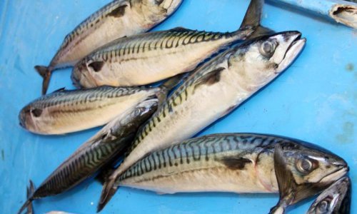 Zbog endoparazita s tržišta se povlači španjolska smrznuta skuša