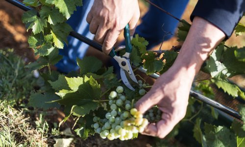 Vinogradari zadovoljno trljaju ruke: Vino bi moglo biti za pamćenje
