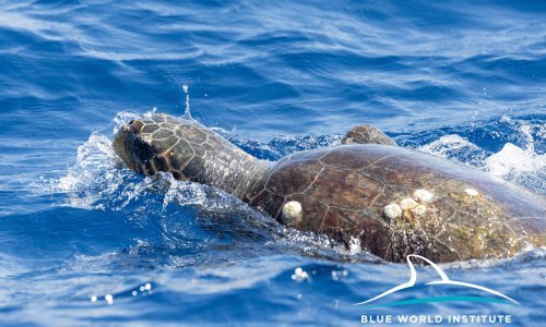 Prvi puta u Hrvatskoj dokumentirano gniježđenje rijetke životinje