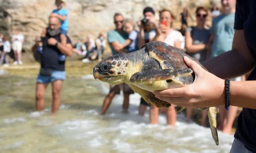 VIDEO Anica, Denči i ekipa: U more vraćeno osam oporavljenih glavatih želvi