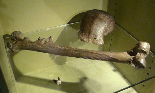 Nizozemska vraća Indoneziji veliku zbirku fosila, uključujući 'Javanskog čovjeka'