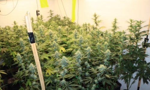 Splitska policija na dvije lokacije zaplijenila 206 stabljika 'trave'