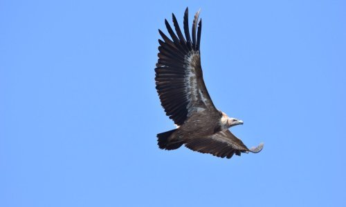 Općina Baška pridružila se partnerstvu za očuvanje bjeloglavog supa u Hrvatskoj