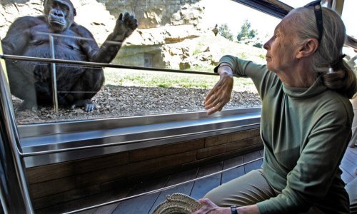 Preminula Jane Goodall, šaptačica čimpanzama