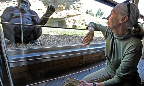 Kako je Jane Goodall zauvijek promijenila način na koji promatramo prirodu, ali i same sebe
