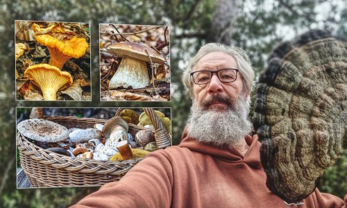 Iskusni gljivar otkriva pravila za branje gljiva: Informirajte se i prvo zapamtite najotrovnije vrste