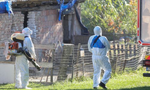Nova naredba za suzbijanje svinjske kuge, od sutra na snazi još promjena