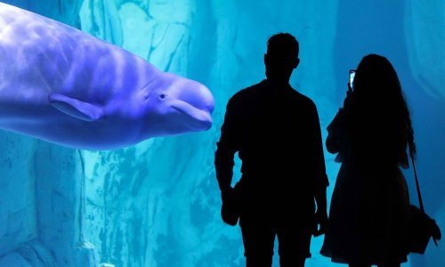 Ucjena vlade ili nužda? Morski park prijeti da će eutanazirati 30 beluga kitova