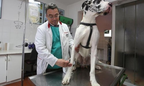 Ovo je priča o Scoobyju, psu s greškom čija krv spašava pseće živote