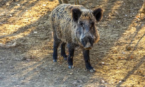 Ministar najavio: Idemo u potpuni odstrel divljih svinja u tri županije!
