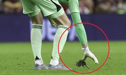 Štakor prekinuo utakmicu, publika navijala za njega dok ga je Courtois pokušavao uhvatiti