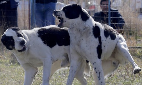 Užas u BiH: Policija prekinula ilegalne borbe pasa, privedene 84 osobe