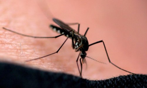Pala posljednja tvrđava bez komaraca: Znao sam da gledam nešto što nikad nisam vidio