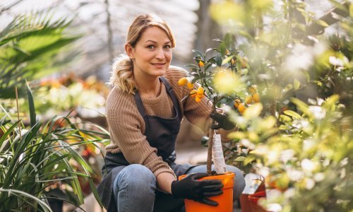 Nemojte zakasniti: Evo kako saditi trajnice tijekom jeseni