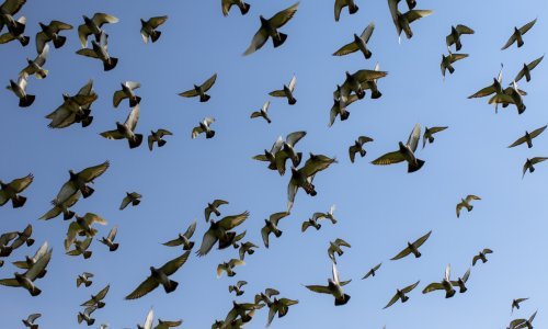 Udruga Biom u povodu 20 godina otvorila fotografski natječaj Bioraznolikost u fokusu