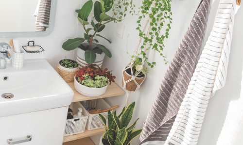 Savršene za kupaonice: Ove biljke obožavaju vlagu i nisu nimalo zahtjevne