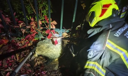 Neobična akcija vatrogasaca: 'Mali divlji susjed je prilično glasno režao'