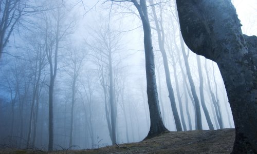 Najukletija šuma na svijetu: Izobličeno drveće, NLO-i i jezive priče iz europskog 'Bermudskog trokuta'