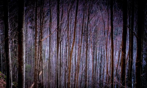 Radnika Hrvatskih šuma ubila krošnja u sječi stabala