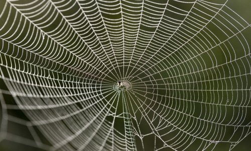 Biolozi slave otkriće pauka za kojeg su mislili da je izumro 80-ih: 'Nevjerojatna nagrada'